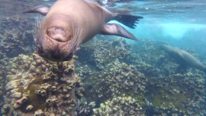 Playful sea lion
