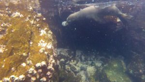 Sea lion playing with a fish