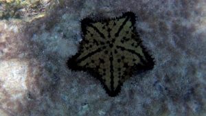 Chocolate Cookie starfish