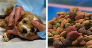 Purina kutyaeledel megmérgezve